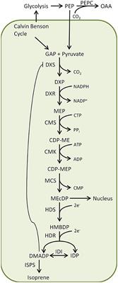 Isoprene Suppression by CO2 Is Not Due to Triose Phosphate Utilization (TPU) Limitation